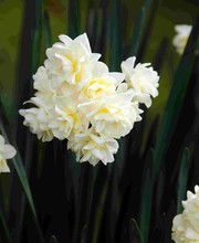 Growing Daffodils In Australia