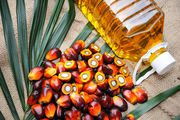 Palm oil and palm seeds for sale